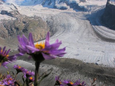 Hory 3.místo: Rozkvetlý pohled na serverku Lyskammu