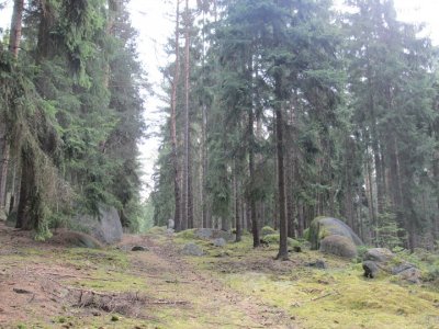 kameny roztroušené po lese se budou těšit na příště