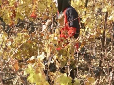 vynikající pozdní sběr (Dlouhys na lupu)